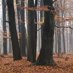 Mglisty las murckowski jesienią. Liście tworzą dywan na ziemi, a drzewa stoją w zadumie.