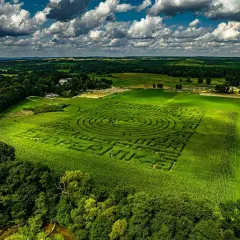 Labirynt z kukurydzy w Kurozwękach, jedna z głównych atrakcji regionu, w pełnej krasie pod błękitnym niebem.