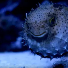 Rozkoszna ryba rozdymka z kolcami, jedna z wielu atrakcji w gdańskim oceanarium, uśmiecha się do odwiedzających.