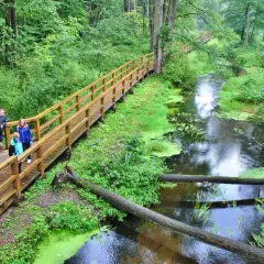 Rodzina spaceruje drewnianą kładką nad strumieniem w Puszczy Kozienickiej. Zielone rośliny porastają brzegi i taflę wody.