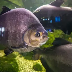 Duże, szare ryby pływają w akwarium. Jedna z nich, z żółtym okiem, jest na pierwszym planie. To fascynujący widok w Mielnie oceanarium.