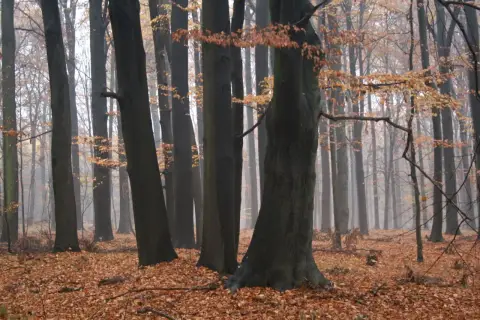 Mglisty las murckowski jesienią. Liście tworzą dywan na ziemi, a drzewa stoją w zadumie.