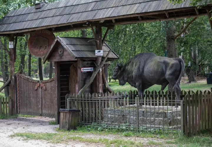 Brama do Ostoi Żubra, gdzie żubr-pomnik wita gości. Wspaniałe kiermusy atrakcje dla całej rodziny.