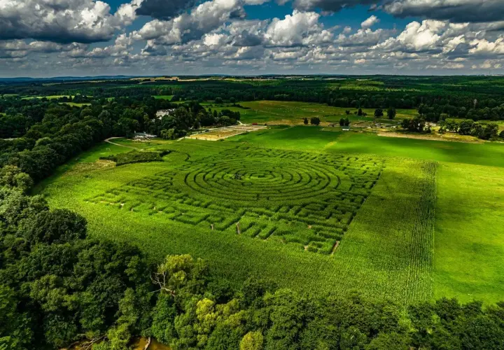 Labirynt z kukurydzy w Kurozwękach, jedna z głównych atrakcji regionu, w pełnej krasie pod błękitnym niebem.
