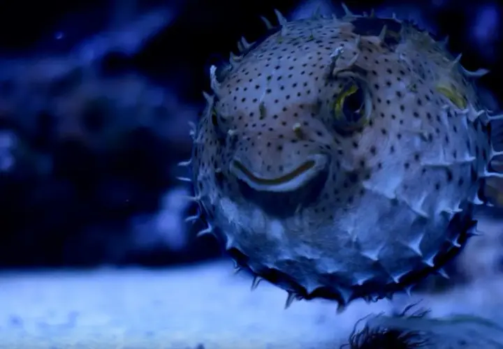 Rozkoszna ryba rozdymka z kolcami, jedna z wielu atrakcji w gdańskim oceanarium, uśmiecha się do odwiedzających.
