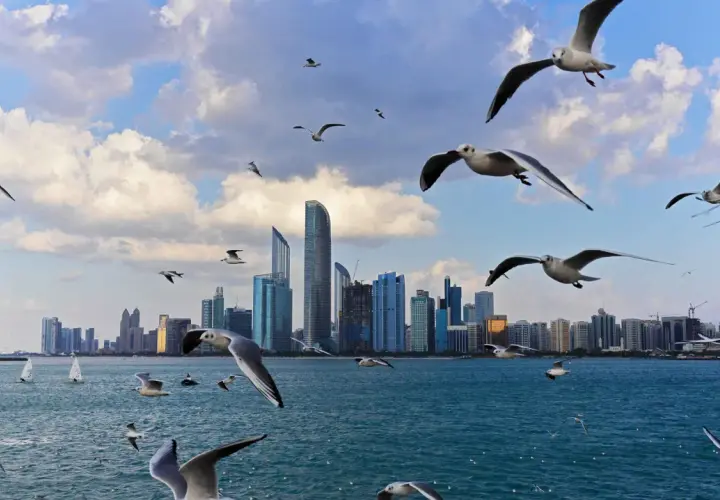 Ptaki szybujące nad wodą na tle nowoczesnej panoramy miasta, w tym drapaczy chmur. Widok na corniche Abu Dhabi.