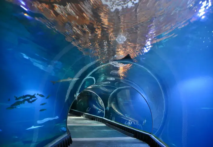 Podwodny tunel w największym zoo w Polsce. Ryby pływają wokół, a nad głową widać odbicia światła na powierzchni wody.