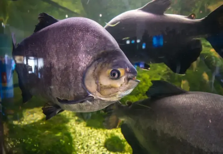 Duże, szare ryby pływają w akwarium. Jedna z nich, z żółtym okiem, jest na pierwszym planie. To fascynujący widok w Mielnie oceanarium.