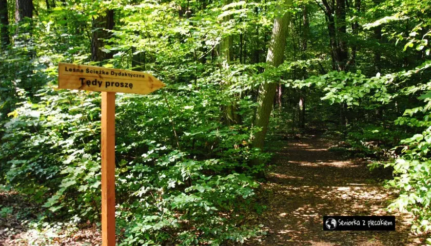 Drewniany drogowskaz "Leśna ścieżka dydaktyczna. Tędy proszę" zaprasza na spacer. W tle malownicza ścieżka wśród zieleni, idealna na odkrywanie przyrody.