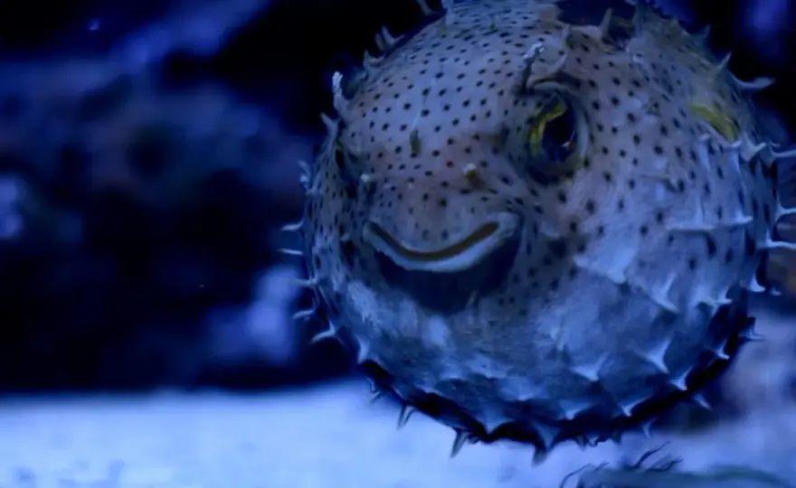 Oceanarium Gdańsk? Odkryj Akwarium Gdyńskie - Ceny i godziny
