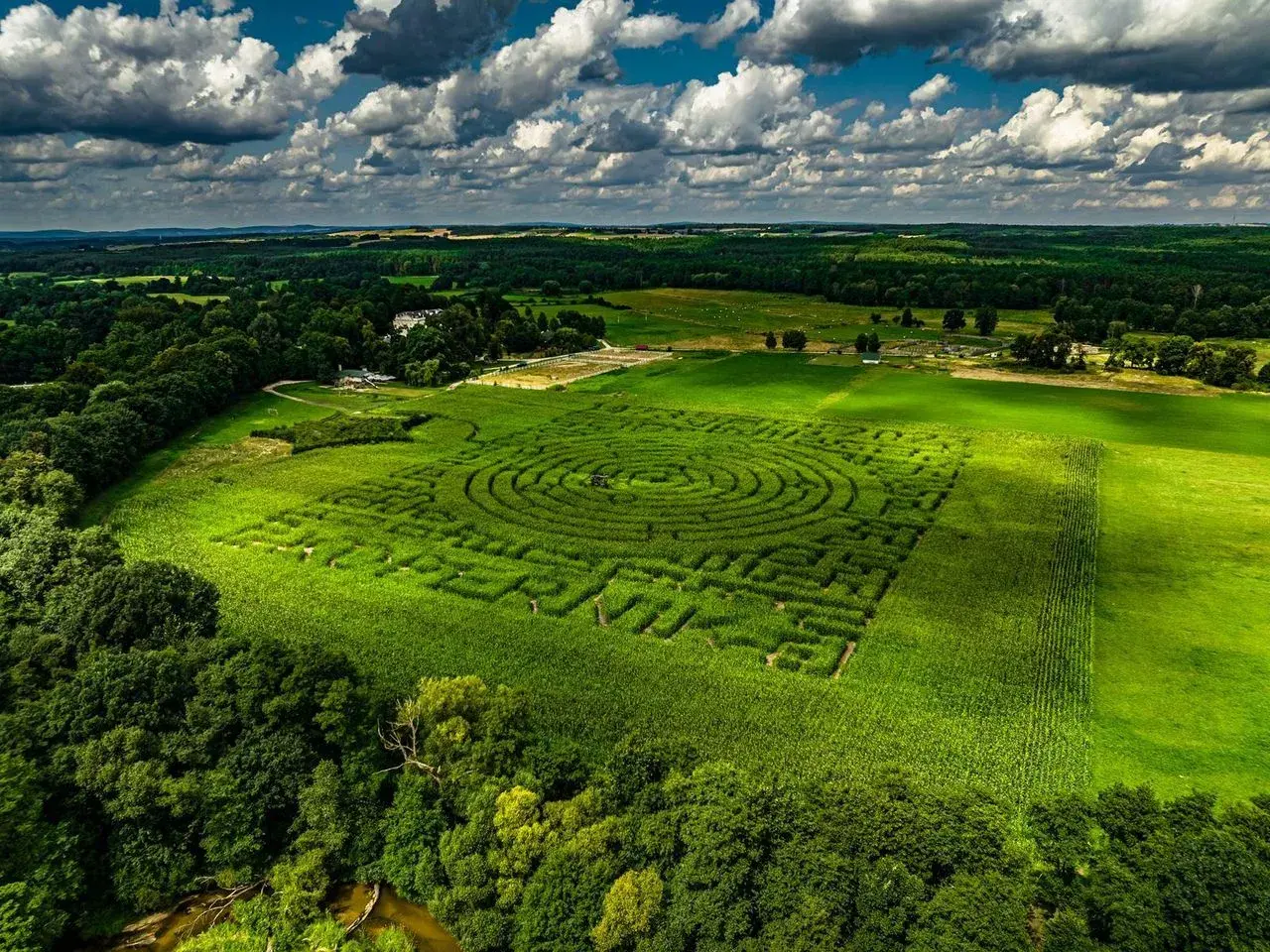 Labirynt z kukurydzy w Kurozwękach, jedna z głównych atrakcji regionu, w pełnej krasie pod błękitnym niebem.