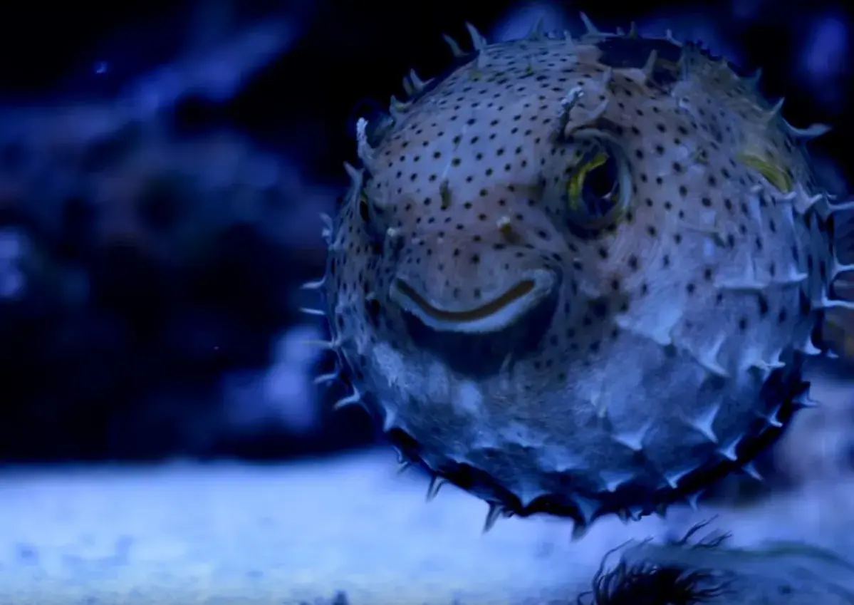 Rozkoszna ryba rozdymka z kolcami, jedna z wielu atrakcji w gdańskim oceanarium, uśmiecha się do odwiedzających.