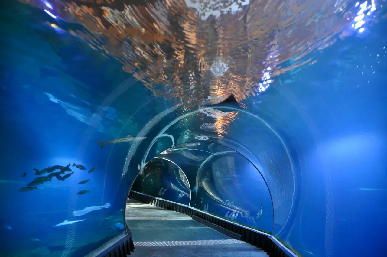 Podwodny tunel w największym zoo w Polsce. Ryby pływają wokół, a nad głową widać odbicia światła na powierzchni wody.