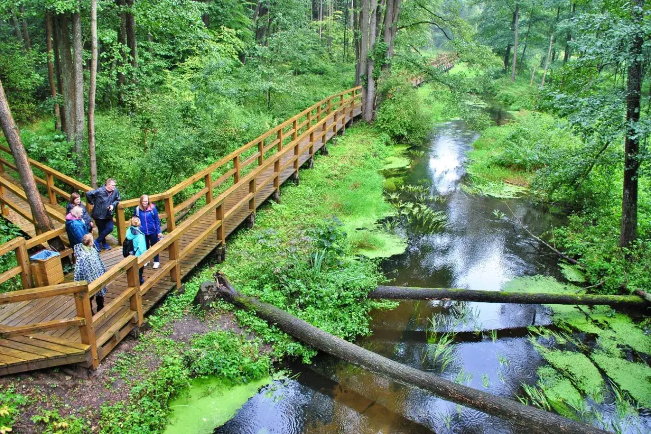 Rodzina spaceruje drewnianą kładką nad strumieniem w Puszczy Kozienickiej. Zielone rośliny porastają brzegi i taflę wody.