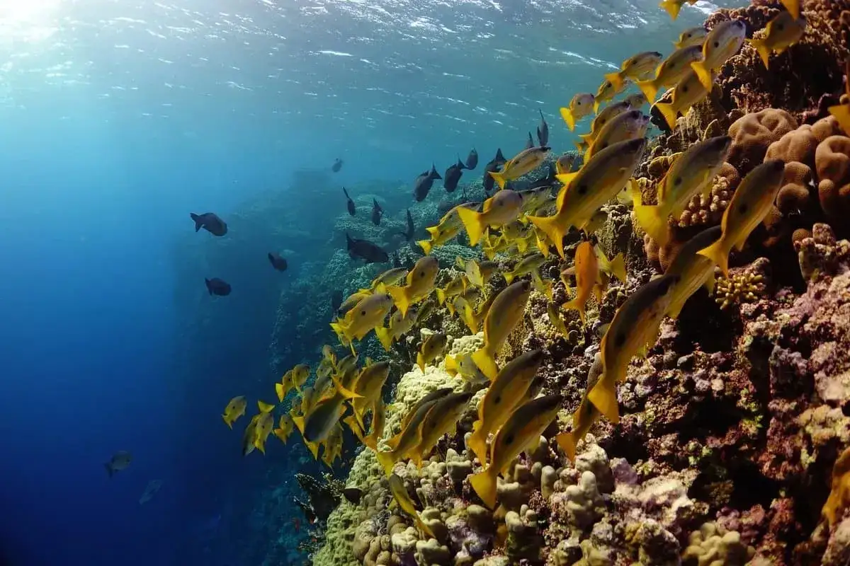 Szkoła żółtych ryb pływa wzdłuż skalistego Elphinstone Reef.