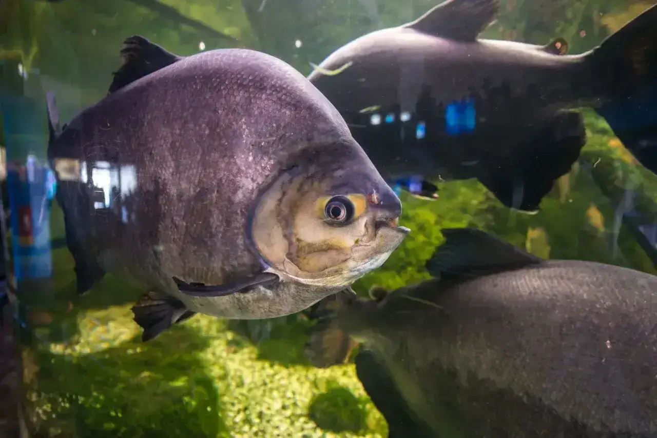 Duże, szare ryby pływają w akwarium. Jedna z nich, z żółtym okiem, jest na pierwszym planie. To fascynujący widok w Mielnie oceanarium.