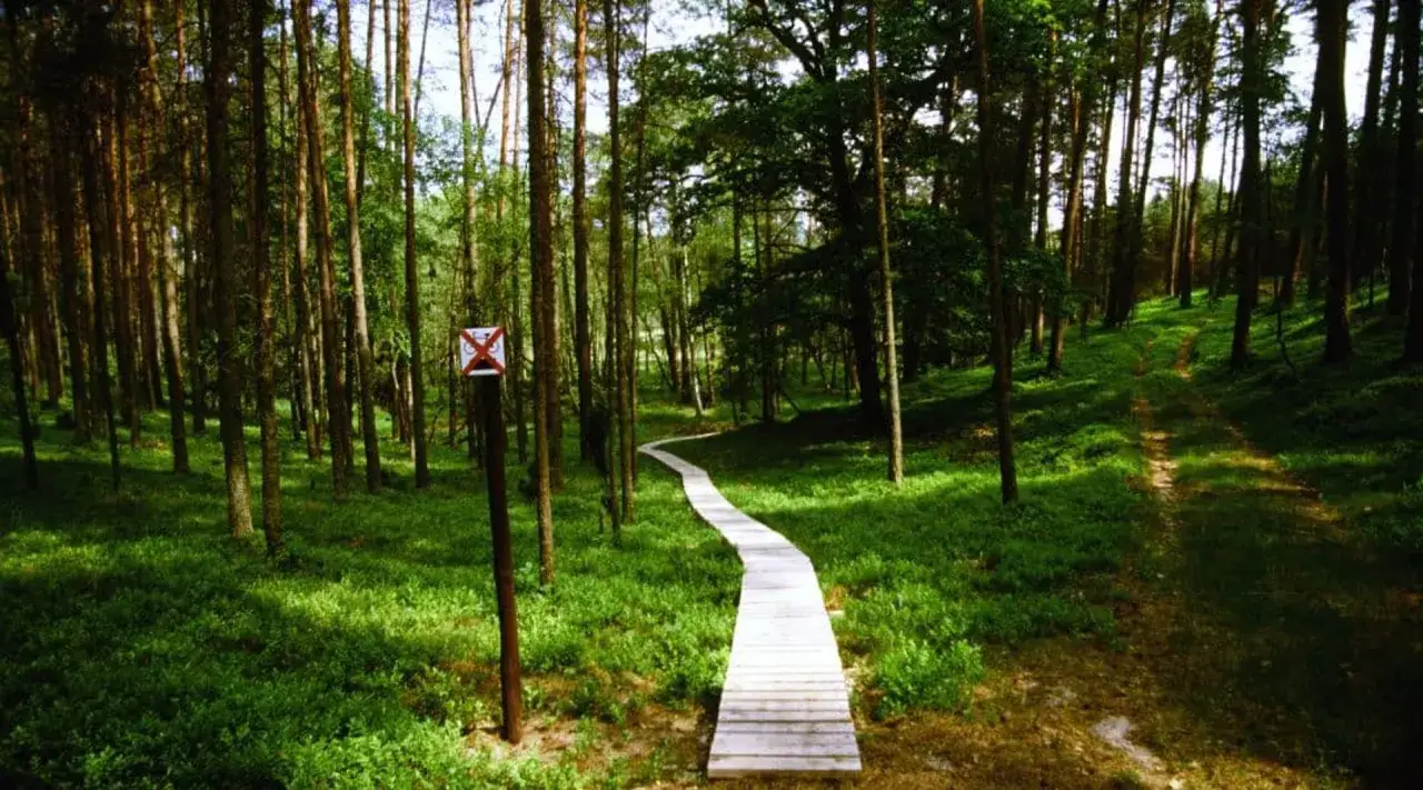 Drewniana kładka w lesie, jedna z czersk atrakcje, prowadzi przez zielony zagajnik.