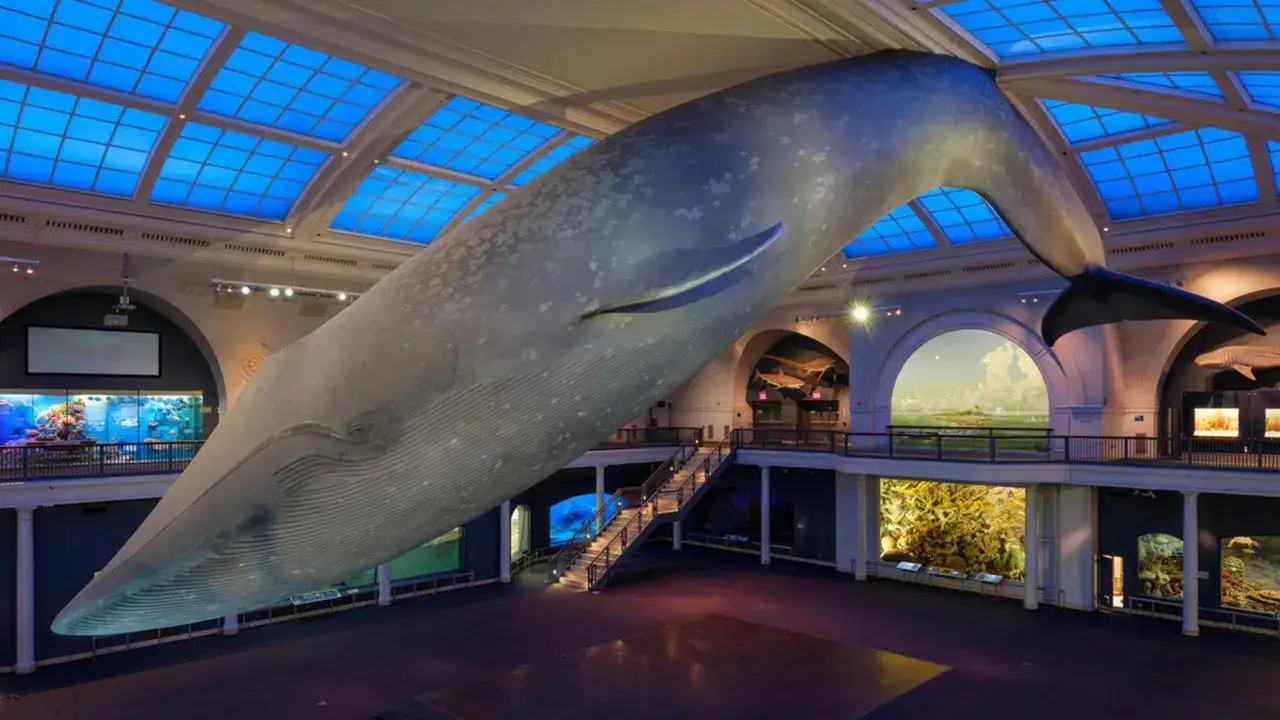 Gigantyczny płetwal błękitny w muzeum historii naturalnej Nowy Jork. Wnętrze z niebieskim, świetlistym sufitem i ekspozycjami.